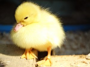 Cute fluffy chick