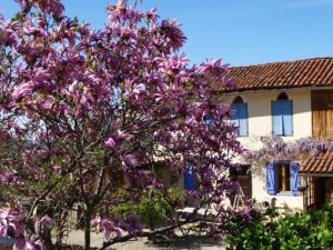 Spring time magnolia