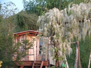 Springtime Wisteria white